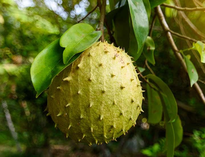 What is the Soursop Leaf for? Soursop Leaf Benefits