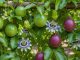 Passion fruit vine growing on trellis